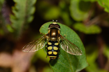 Overhead view of Eupeodes corollae fly, sunbathing.