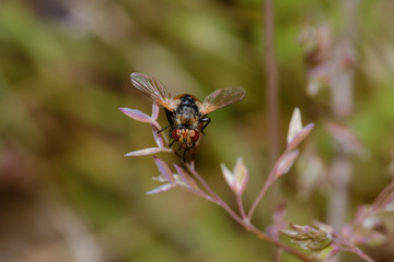 Front view of the Tachina fera, on a rosé leaf decoration
