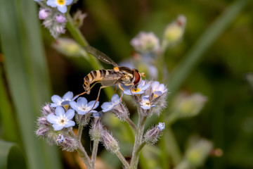 Fly Sphaerophoria scripta fly sucking nectar of blue flowers