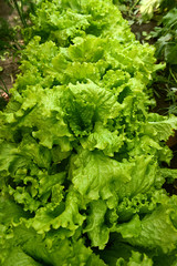 Edible greens in the garden. Juicy green leafy lettuce.
