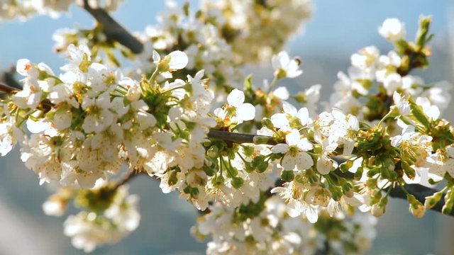beautiful flowers of cherry during spring time on sunny day