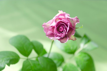 Single pink rose on a green background
