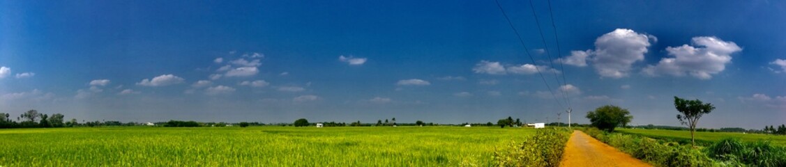 Obraz premium Panorama of Paddy farming fields awesome to see in wide 