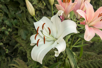 Fototapeta premium white lily in the garden