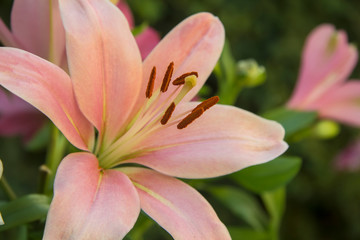pink lily in the garden