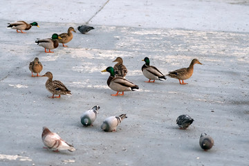 Fototapeta premium Mallard ducks on river's embankment with pigeons waiting for feeding in a spring time.
