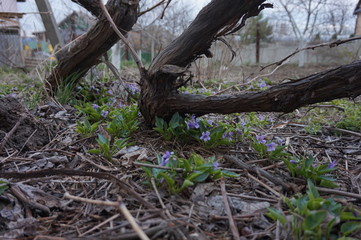 Lilac forest violets grow under a tree.