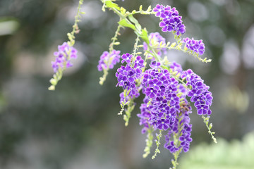 Purple Duranta flower at outdoor