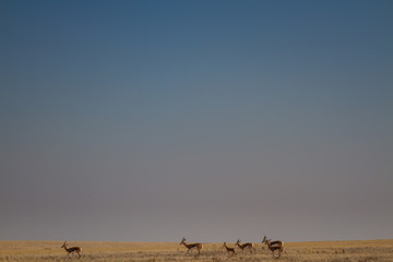 Springbok antelope in the desert