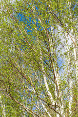 Branches of springtime white birch reaching into the sky.