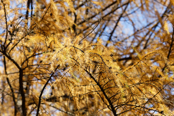 Larch branch in the fall. Yellow needles of larch in the fall.