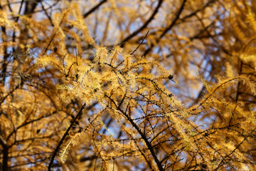 Larch branch in the fall. Yellow needles of larch in the fall.