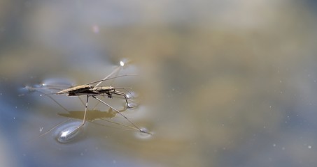 Araignée