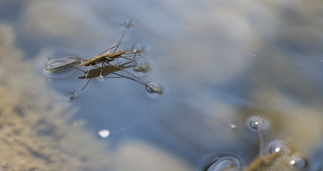 Araignée d'eau