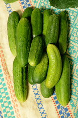 A few fresh cucumbers lie on an old tablecloth.