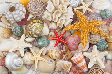 Seashells, sea urchin with corals and starfishes 