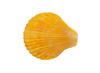 Orange scallop seashell isolated on white background
