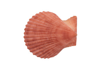 Pink scallop seashell isolated on white background