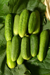 Fresh cucumbers lie on green leaves.