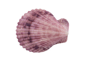 Purple scallop seashell isolated on white background