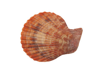 Red scallop seashell isolated on white background