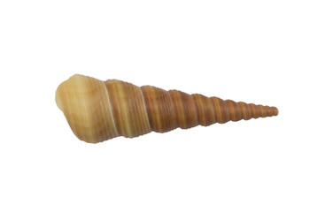 Seashell isolated on white background