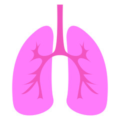 human lungs anatomy vector
