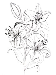 orchid graphics contours coloring sketch