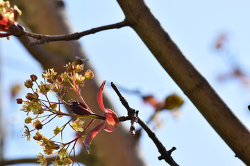 Fiori d'acero impollinati dalle vespe