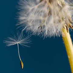 dandelion seeds on blue