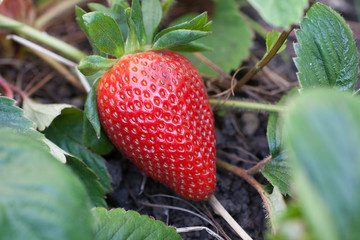 A fully ripe garden strawberry growing in the ground