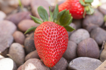 Strawberries photographed on pebbles
