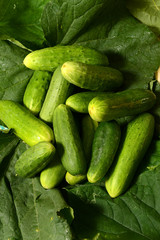 Fresh cucumbers lie on green leaves.