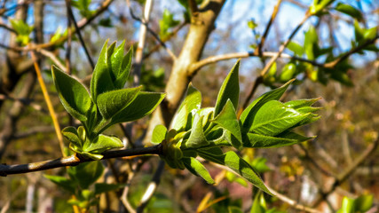 Green leaves growing on branch.