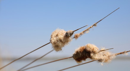 Pussy willows blades dry grass on  river background