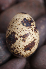 Obraz premium A solitary quail egg photographed against a pebble background