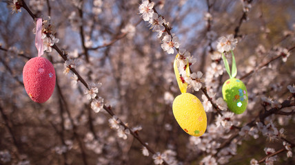 Colorful  Easter eggs hidden on the blossom apricot tree. Easter egg hunt for kids. Happy easter. Beautiful blooming tree.