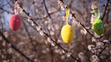 Colorful  Easter eggs  on the blossom tree. Easter egg hunt for kids. Happy easter. Beautiful blooming tree.