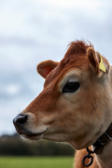 Image a head of a Jersey cow, Jersey Channel Islands