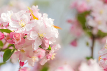 Fototapeta na wymiar Beautiful fragrant Chinese flowering crabapple