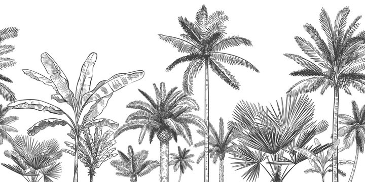 Seamless horizontal tropical background. Hand drawn palm trees, sketch exotic tropic jungle leaves and paradise palm tree vector wallpaper illustration. Exotic palm tree botanical, rainforest foliage