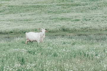 goat graze in the field