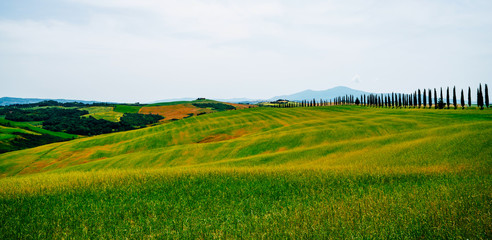 Traditional countryside and landscapes of beautiful Tuscany. Fields in golden colors and cypresses. Holiday, traveling concept. Agro tour of Europe. Vintage tone filter effect with noise and grain.