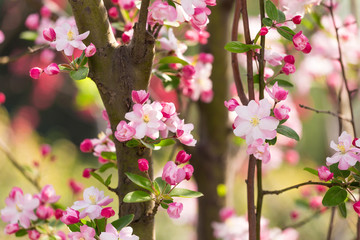 Beautiful fragrant Chinese flowering crabapple