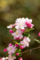 Fototapeta premium Piękny pachnący chiński jabłoń kwitnąca