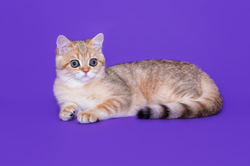 British little kitten on a purple background