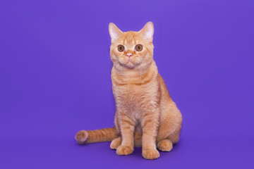 British red cat on a purple background