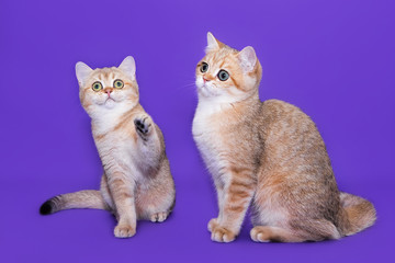 British small kittens on a purple background