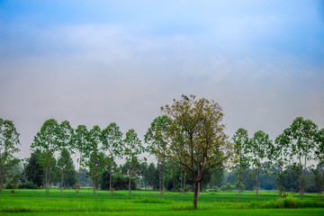 close up view of a green rice field And surrounded by various species of trees, seen in scenic spots or rural tourism routes,livelihoods for farmers