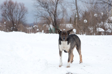 stray dog, hungry dog running along the road looking for food